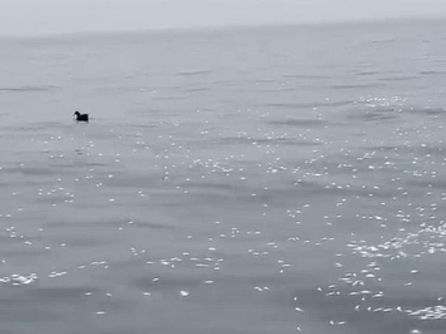 death of sardines along WC coast
