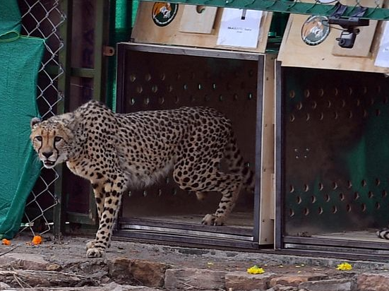 Second cheetah brought from Africa dies in India