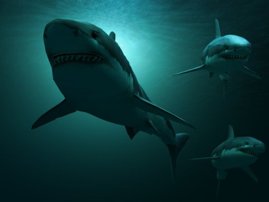 SCARY GREAT WHITE SHARK