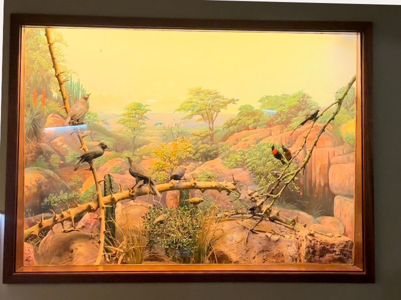 Durban Natural Science Museum