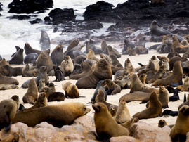 Cape fur seals