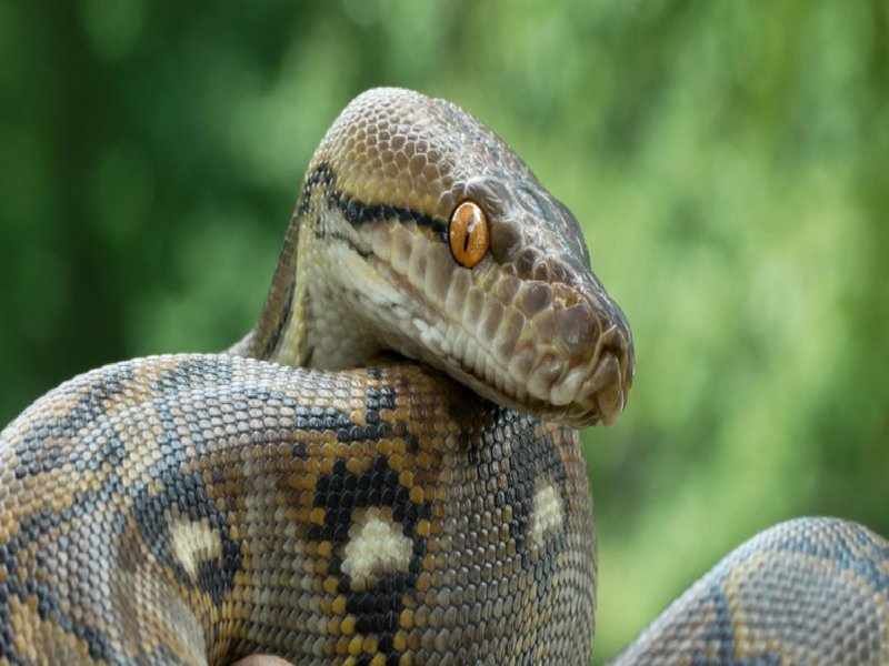 Reticulated pythons are native to southeast Asia. File pic