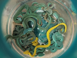 Snakes