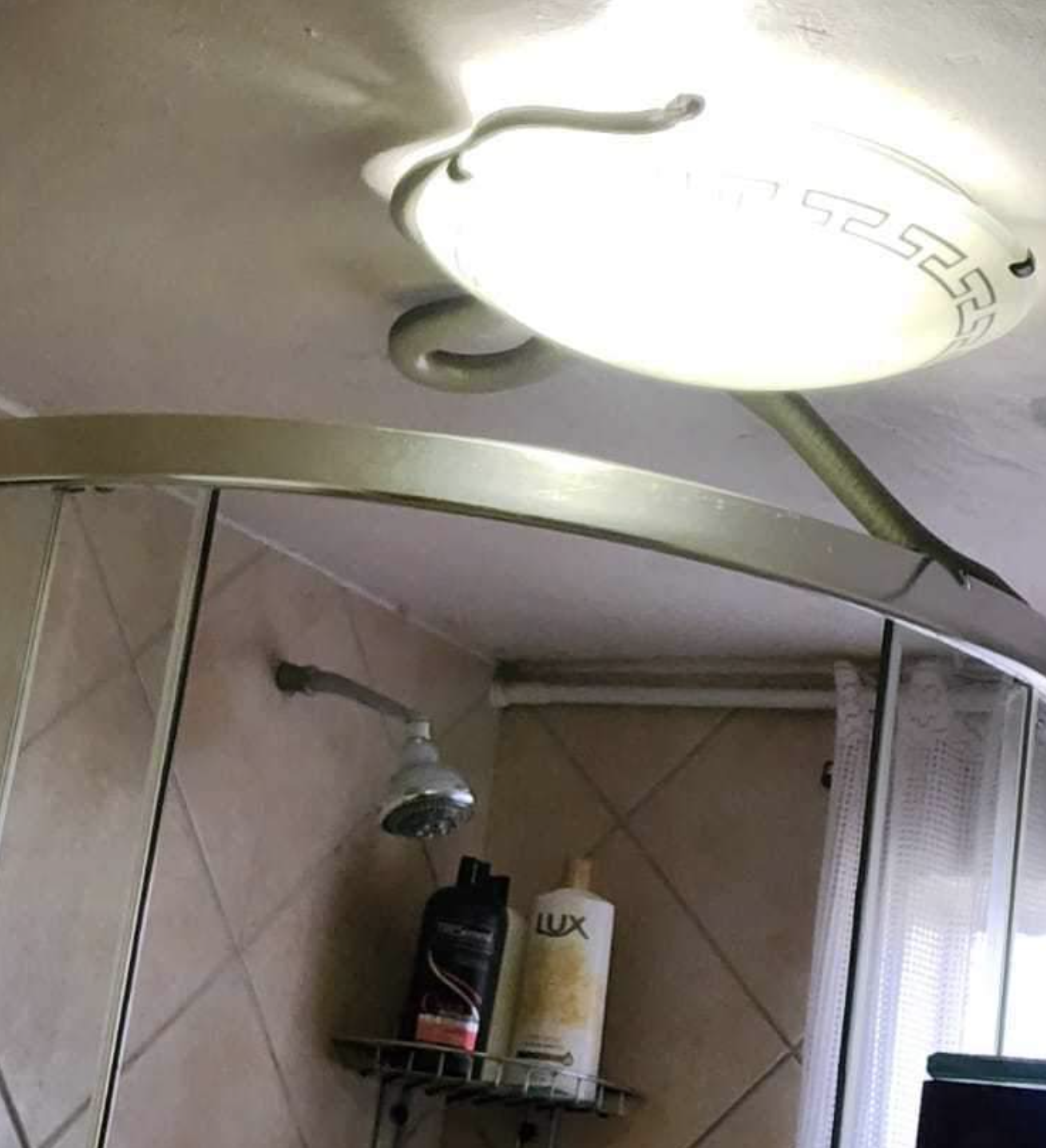 SNAKE HIDING IN ROOF LIGHT