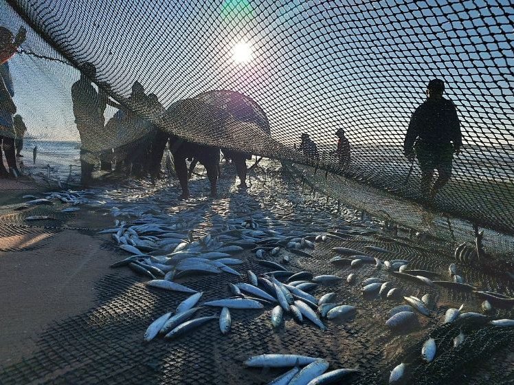 Sardines being netted in KZN during the annual Sardine Run
