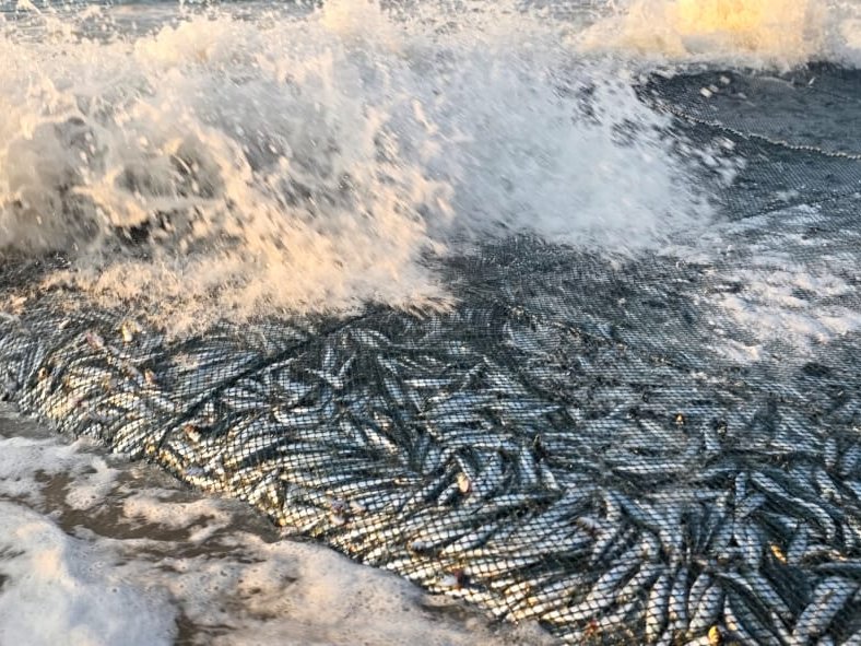 Sardine run 7 June 5