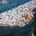 Durban Sardine run