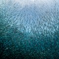 Sardines