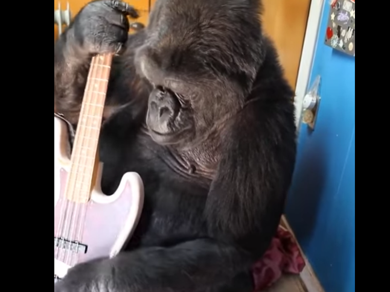gorilla