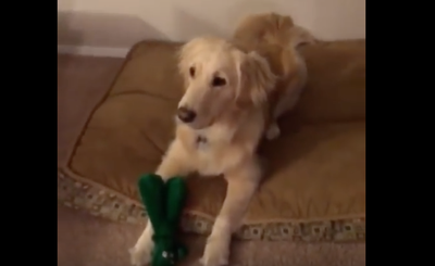 Owner Dresses Up As Dog S Toy Owner Dresses Up As Dog S Toy