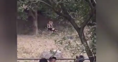 Shocking! Tourist mauled by three tigers