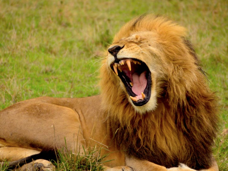 lion roaring
