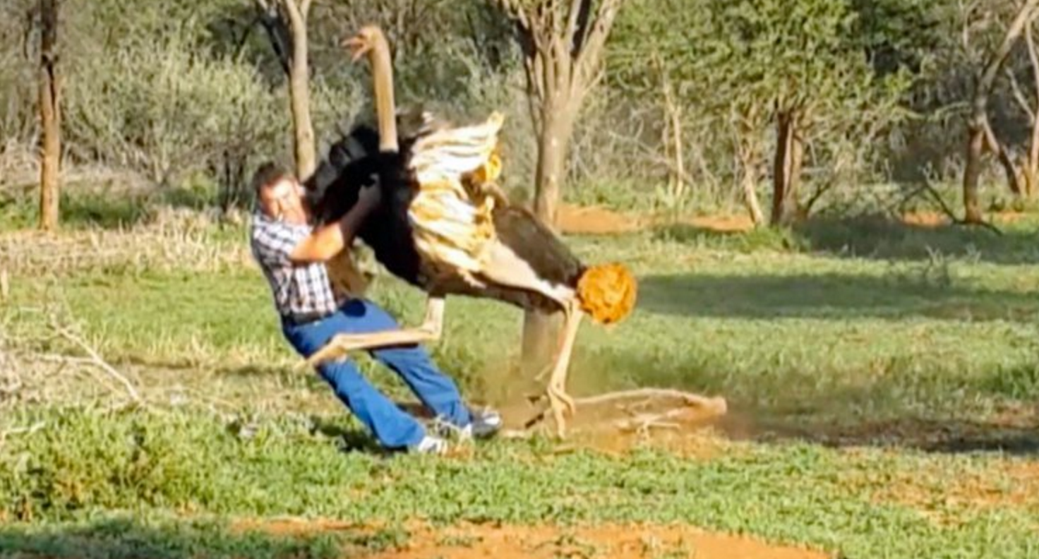 MAN ATTACKED BY OSTRICH