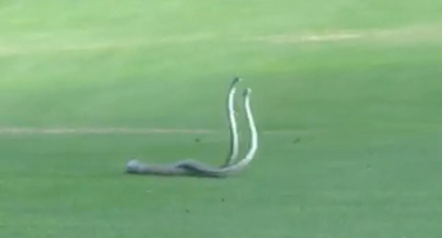 snakes on a golf course