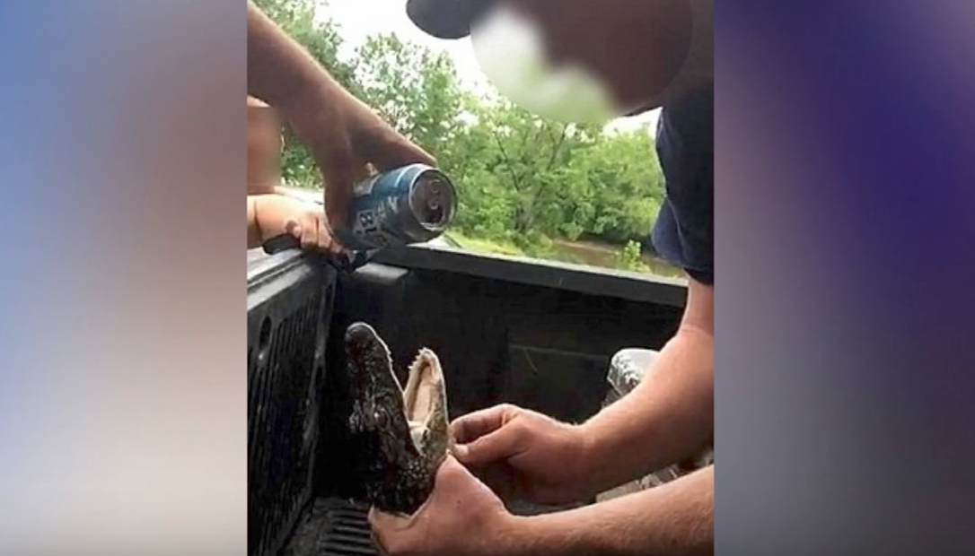 Men caught pouring beer down a baby alligator's throat