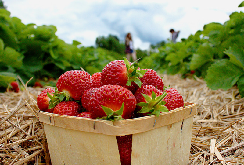 strawberry farm test