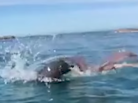 seal lunch