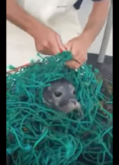 Fishermen free baby seal entangled in fishing gear
