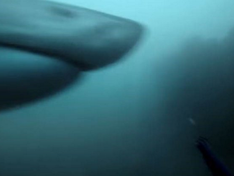 shark attack youtube