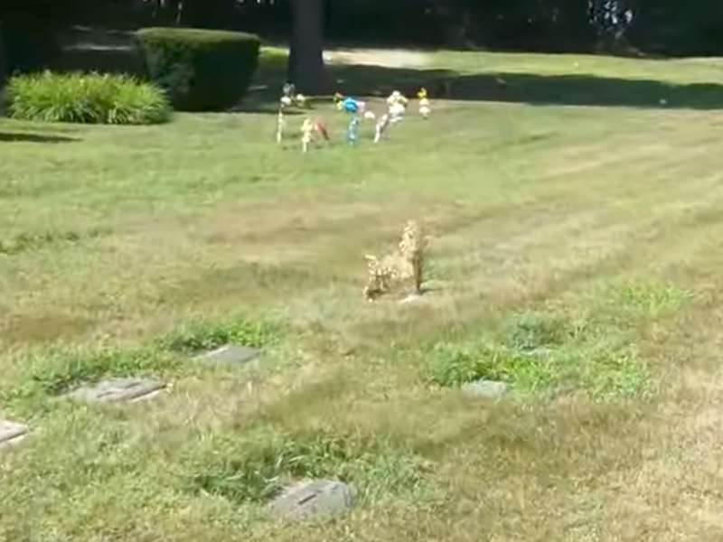 eerie optical illusion