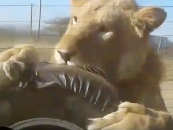 Lion chews on tyre
