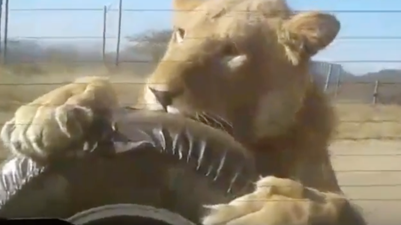 Lion chews on tyre