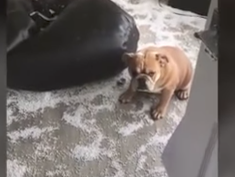 Dog turns living room into winter wonderland