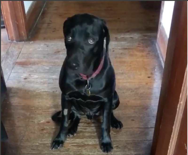 Marcelle's dog drinks wine from wine box