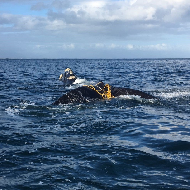 NSRI saves entangled whales