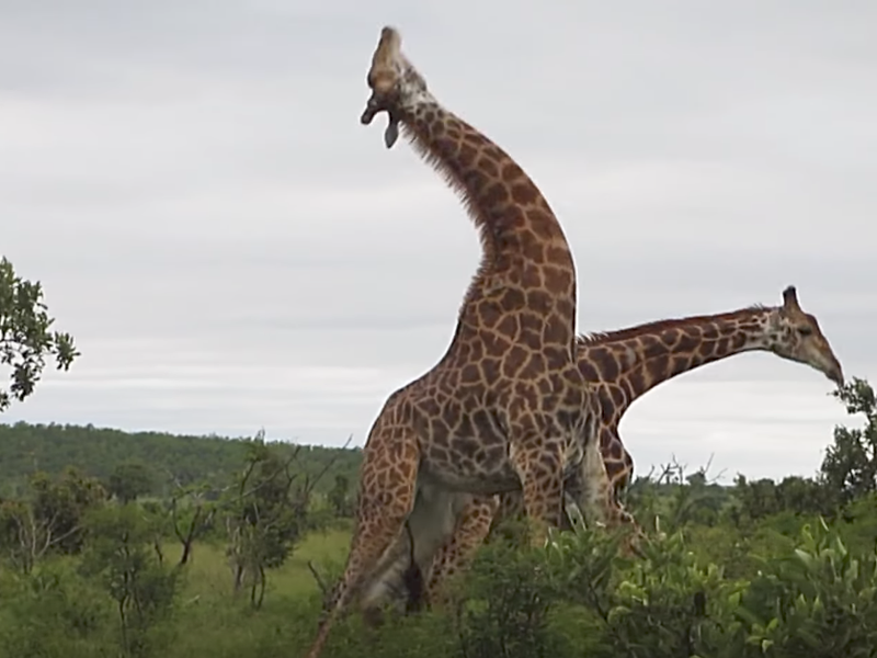 Giraffe