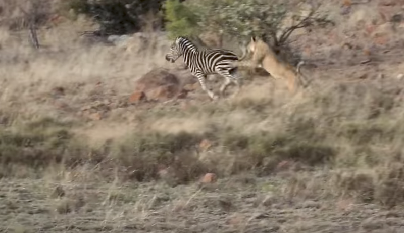 Lion pride on the hunt turns extremely territoral