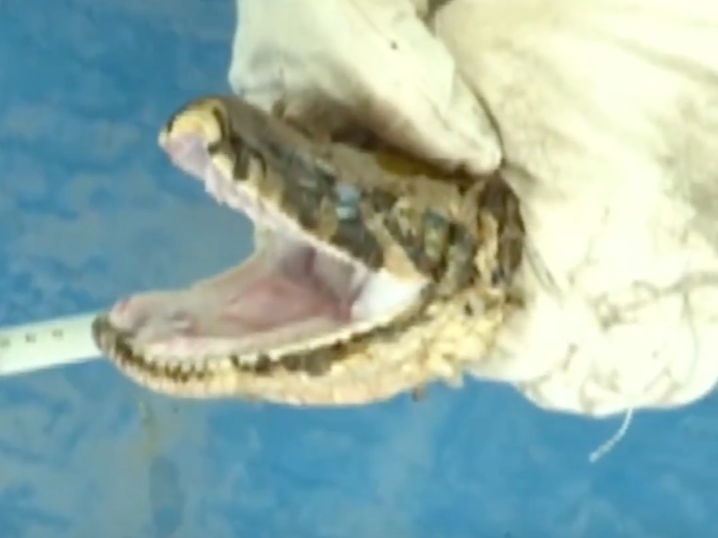 Guangdong Python Snake Whoa! MASSIVE python discovered in China!