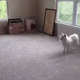 Husky who's 'never seen stairs' takes leap of faith which has hilarious ending