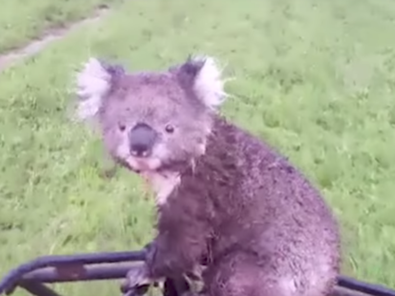 Koala Bear