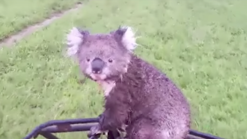 Koala Bear