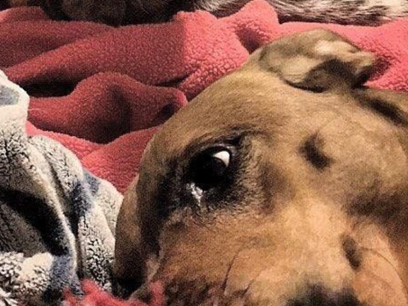 dog optical illusion