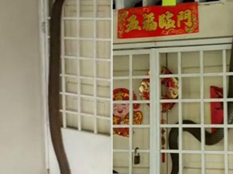 snake facebook video