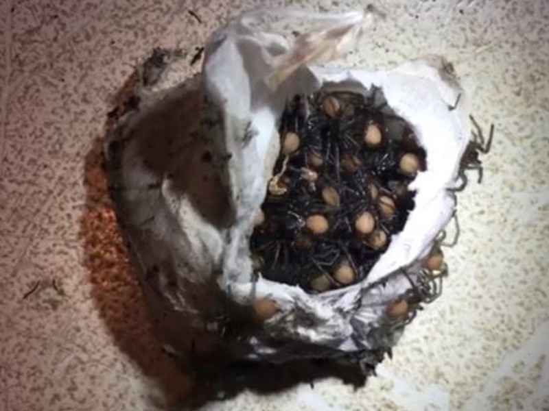 spiders out of egg sack