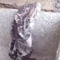 rat washing youtube