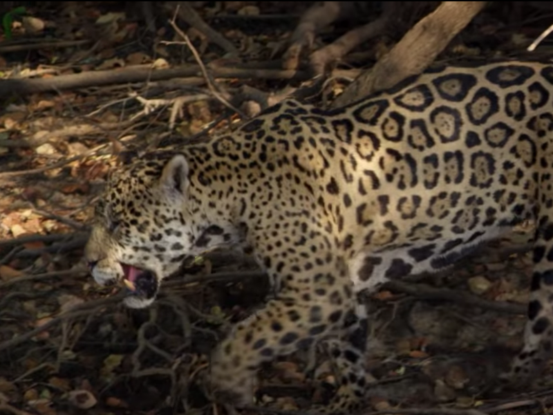Jaguar