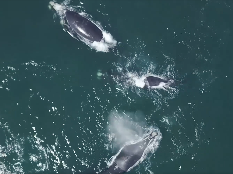 Cape Town whales