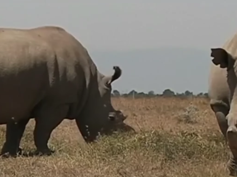Male white rhino
