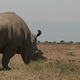 Male white rhino