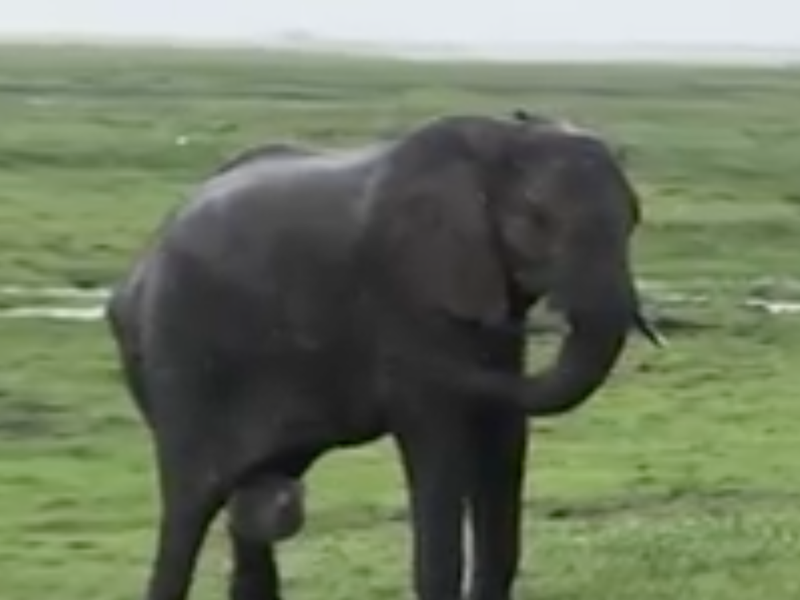 elephant childbirth