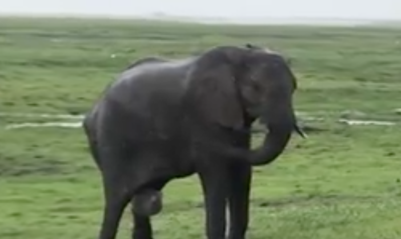 elephant childbirth