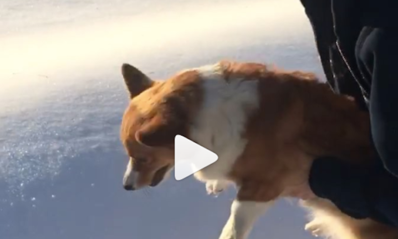 dog optical illusion corgi