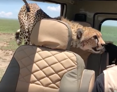 WATCH: Terrifying moment Cheetah jumps into tourist' car!