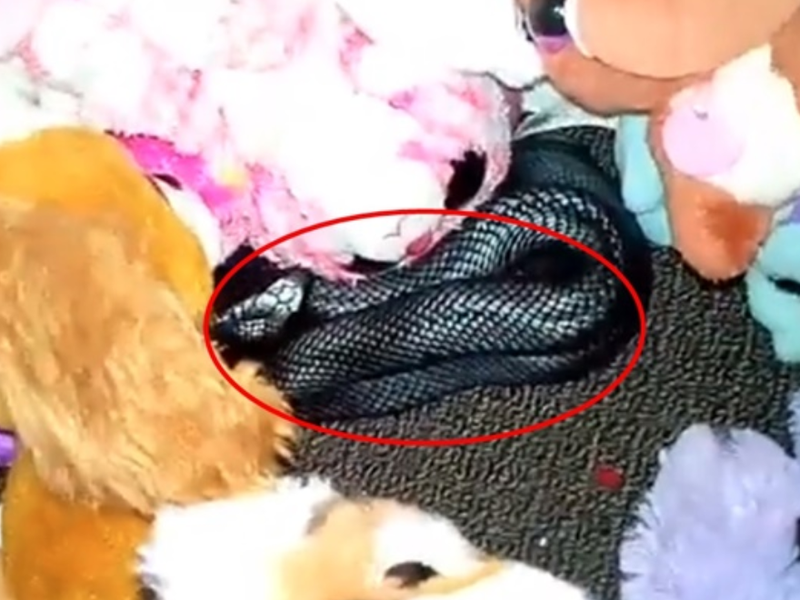 snakes australia toys