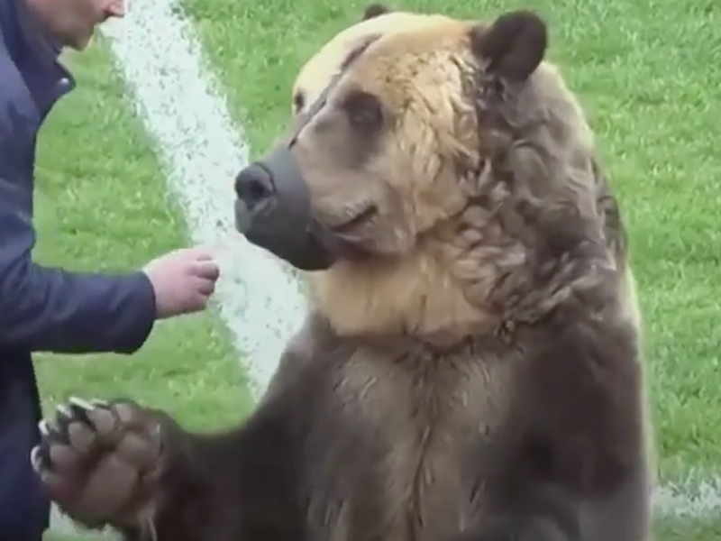 animal bear match twitter