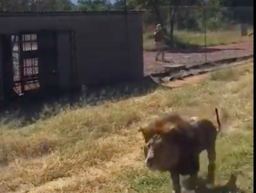 Lion attacks man